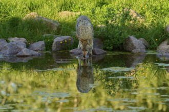 Coyote drinking water from a pond, clear reflection of nature visible in the pond, coyote (Canis