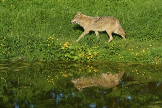 Coyote running next to a pond with a shiny water surface on a green spring meadow, Coyote (Canis