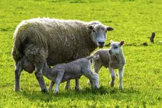 Sheep and farm in Lake District National Park, Coniston Water, Cumbria, England, United Kingdom