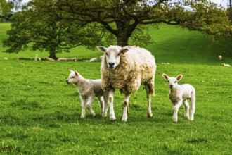 Sheeps, Pooley Bridge, Ullswater Lake, Lake District National Park, Cumbria, England, United