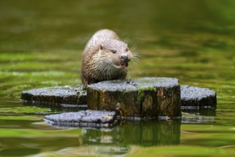 Eurasian otter (Lutra lutra) on an old tree trunk in the water, Bavaria, Germany