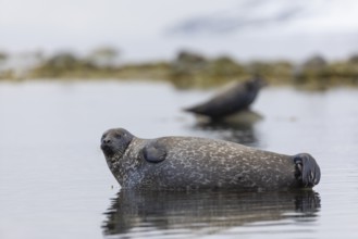 Harbour seal (Phoca vitulina) lying on a stone in the water, Mammals (Mammalia), Gravnesodden,