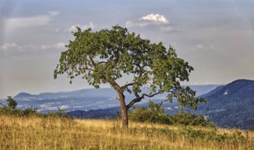 Lonely tree in a meadow with mountain view under blue sky, Bissingen an der Teck, Baden-Württemberg