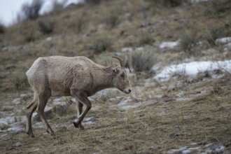 In search of food... Bighorn sheep (Ovis canadensis), female wild sheep searches for food on a