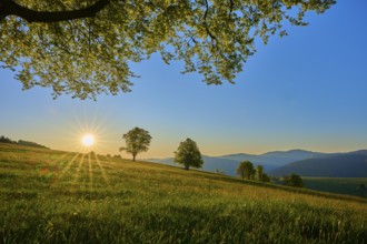Sunny landscape at sunrise with green meadow and trees under a clear sky, peaceful atmosphere,