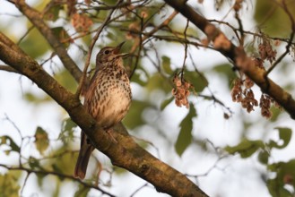 Spring song... Song thrush (Turdus philomelos) singing in a tree, high up in the bushes, native