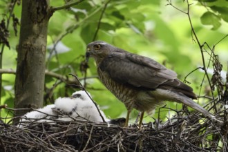 Sparrowhawk (Accipiter nisus), female standing on her nest in a deciduous tree, suspiciously