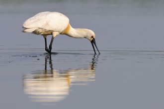 Short-distance migrant... Spoonbill (Platalea leucorodia), large, snow-white native bird with