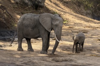 African elephant (Loxodonta africana), adult, juvenile, dried up riverbed, water search, Kruger,
