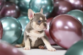 Lilac Orange Tan French Bulldog dog puppy sitting in front of colorful balloons background