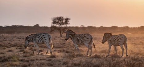 Steppe zebra (Equus quagga), in dry savannah, in the evening light, Kruger National Park, South