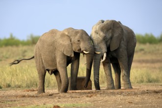 African elephant (Loxodonta africana), adult, two, drinking, waterhole, Kruger, Kruger National
