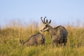 Chamois (Rupicapra rupicapra) mother with her youngster on a meadow in the Vosges Mountains,