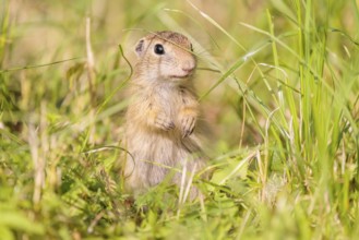 A young European ground squirrel (Spermophilus citellus) or European souslik stands in a meadow