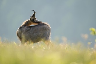 Chamois, chamois (Rupicapra rupicapra), adult, standing in the high grass of a flowering mountain