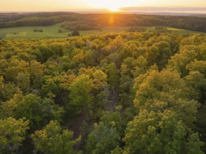 An extensive forest at sunset, the trees glow in autumnal yellow, forest pasture project,