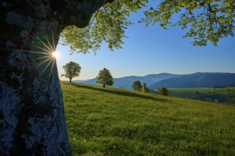 A sunny morning on a green meadow with a big beech tree and mountains in the background, spring,