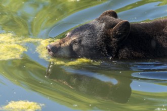 Close-up of a bear swimming through algae-rich water, black bear (Ursus (genus) Americanus) France