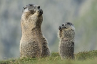 Alpine Marmot (Marmota marmota) adult with young, High Tauern National Park, Carinthia, Austria