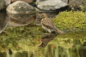 Song Thrush (Turdus philomelos), Lower Saxony, Germany
