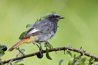 Black Redstart (Phoenicurus ochruros) male, St. Gallen, Switzerland