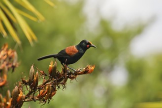North Island Saddleback (Philesturnus rufusater), Nordinsel, New Zealand