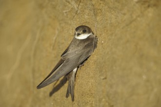 Uferschwalbe (Riparia riparia) Sand Martin