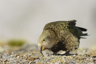 Kea (Nestor notabilis)