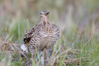 Great Snipe (Gallinago media), Nizhegorodskaya, Russia
