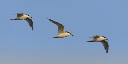 Sandwich Tern (Thalasseus sandvicensis) flying, Eilat, Israel
