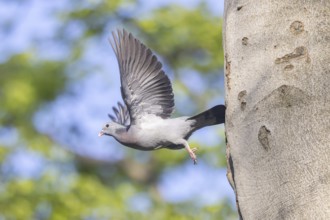 Stock Dove (Columba oenas) taking flight, North Rhine-Westphalia, Germany