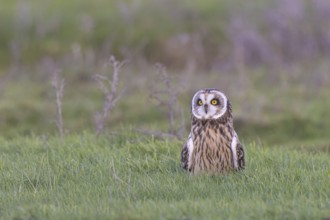 Short-eared Owl (Asio flammeus), Netherlands