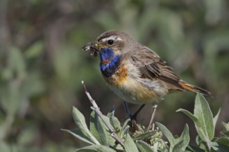 Bluethroat (Luscinia svecica svecica) male, Varanger, Norway