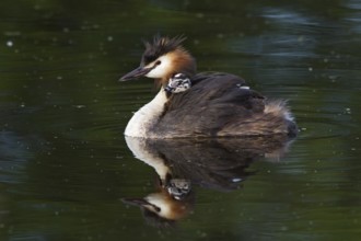 Great Crested Grebe (Podiceps cristatus) chick, South Holland, Netherlands