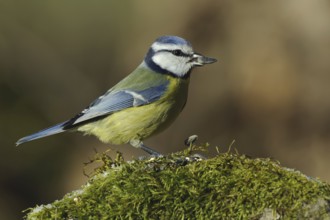 Eurasian Blue Tit (Cyanistes caeruleus), Lower Saxony, Germany