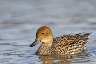 Northern Pintail (Anas acuta) female, Baden-Wuerttemberg, Germany