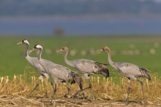 Common Crane (Grus grus) foraging, Mecklenburg-Western Pomerania, Germany
