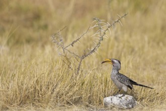 Southern Yellow-billed Hornbill (Tockus leucomelas), Oshikoto, Etosha National Park, Namibia
