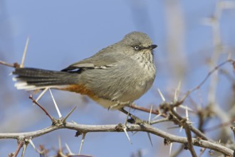 Chestnut-vented Warbler (Sylvia subcoerulea), Northern Cape, Kgalagadi Transfrontier Park, South