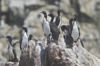 Guanay Cormorant (Leucocarbo bougainvillii), Isla de Ballestas National Park, Peru