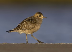 American Golden Plover (Pluvialis dominica), Ohio, USA