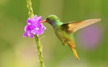 Goldschwanz-Saphirkolibri, Goldschwanzsaphir (Hylocharis eliciae)