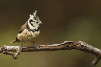 European Crested Tit (Lophophanes cristatus), Utrecht, Netherlands