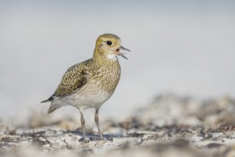 Goldregenpfeifer, Pluvialis apricaria European Golden Plover, Pluvialis apricaria
