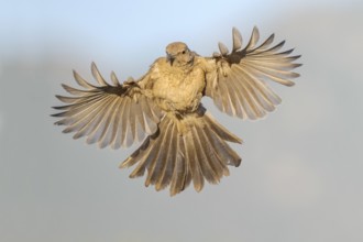 Curve-billed Thrasher (Toxostoma curvirostre) flying, Arizona, USA
