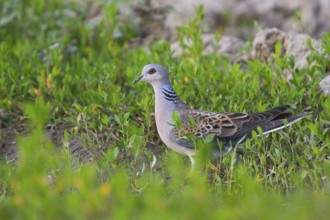 European Turtle Dove (Streptopelia turtur), Hungary