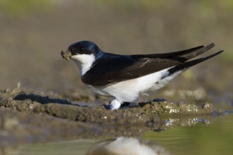 Common House Martin (Delichon urbicum), Baden-Wuerttemberg, Germany