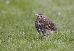 Song Thrush (Turdus philomelos) juvenile, Schleswig-Holstein, Germany