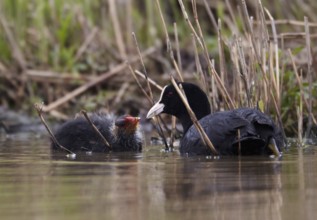 Eurasian Coot (Fulica atra) juvenile, Schleswig-Holstein, Germany