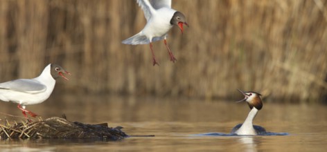 Black-headed Gull & Crested Grebe (Chroicocephalus ridibundus & Podiceps cristatus), Vorarlberg,